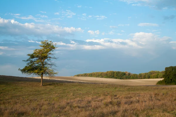 Lonely Tree Countryside Hill Early Morning — Stock Photo, Image