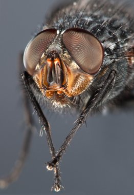 Fly close up clipart