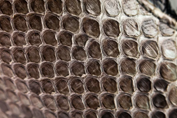 Snake leather texture — Stock Photo, Image