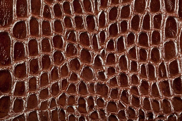 Kígyó bőr textúra — Stock Fotó
