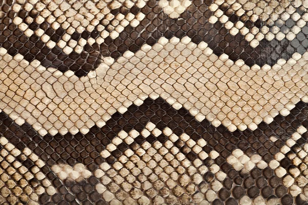 Textura de cuero serpiente —  Fotos de Stock
