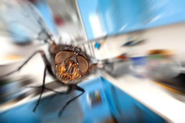 Домашняя муха Летит на кухне — стоковое фото