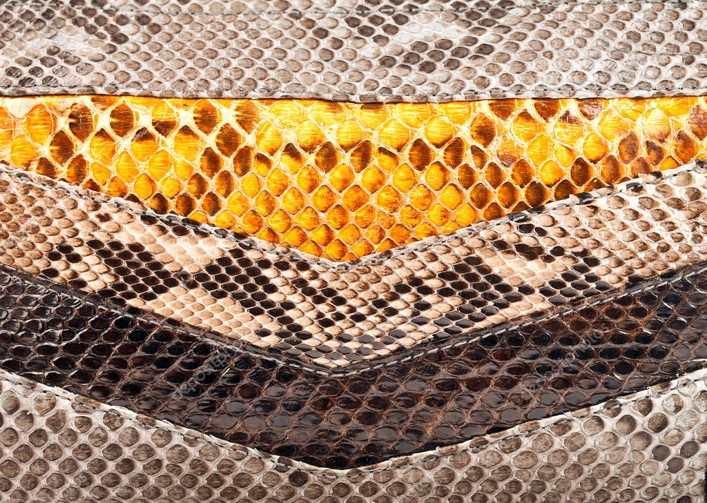 Snake leather texture — Stock Photo © cookelma 4044127