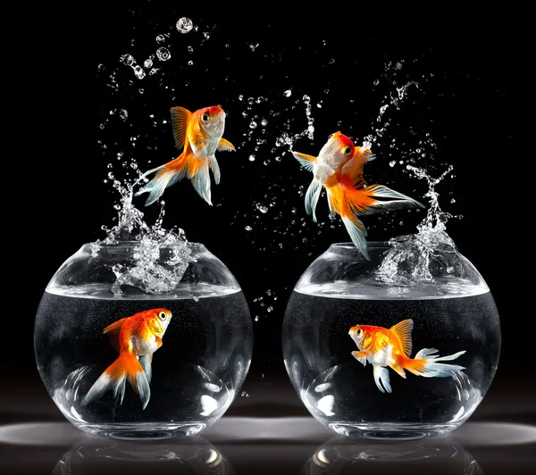 Goldfishs ジャンプ — ストック写真