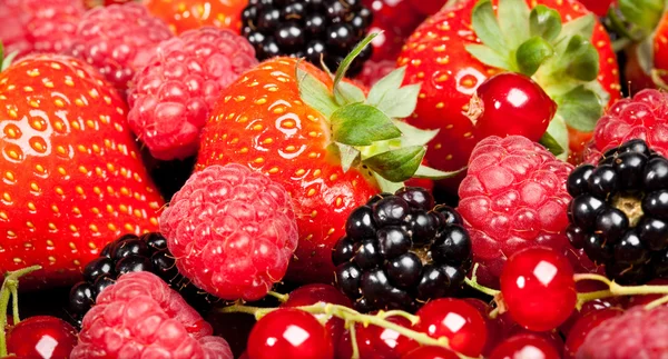Berryfélék — Stock Fotó