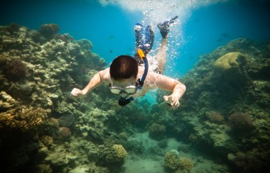 Snorkeler beyin mercanı boyunca dalıyor