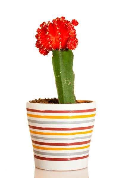 Cactus White Background Gymnocalycium Mihanovichii Variegata — Stock Photo, Image