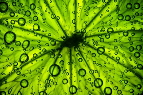 Εσπεριδοειδή κοντά επάνω με τις φυσαλίδες, αφηρημένη πράσινο φόντο — Φωτογραφία Αρχείου
