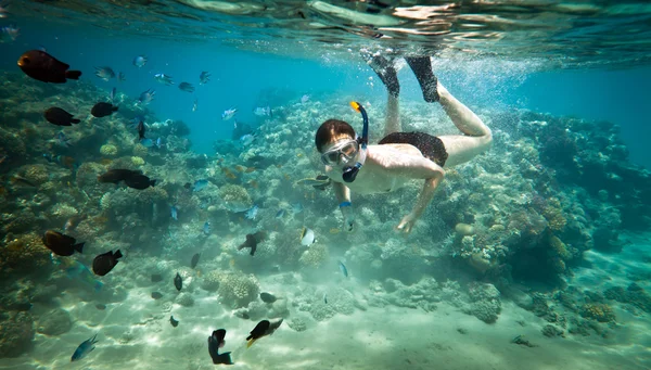 Snorkeler. Mar Rojo —  Fotos de Stock