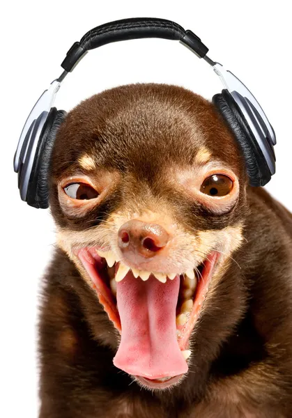 Cão ridículo DJ . — Fotografia de Stock