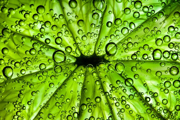 Εσπεριδοειδή κοντά επάνω με τις φυσαλίδες, αφηρημένη πράσινο φόντο — Φωτογραφία Αρχείου