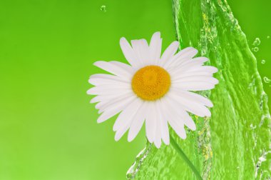 Water with camomile clipart