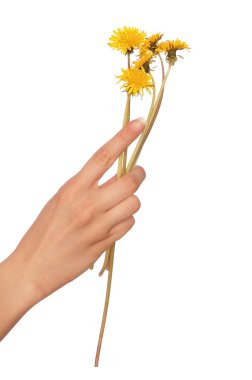 Yellow dandelions clipart