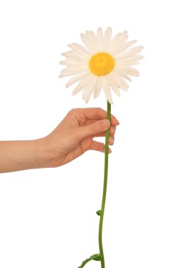 Big white daisy clipart