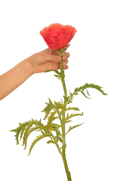 Poppy - flower — Stock Photo, Image