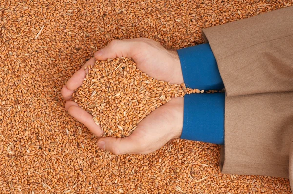 Crop wheat — Stock Photo, Image