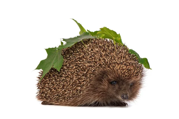 Hedgehog with green leafs — Stock Photo, Image