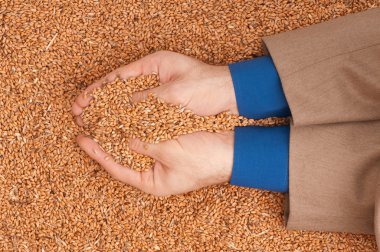 Crop wheat clipart