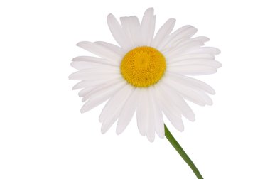 White camomile clipart