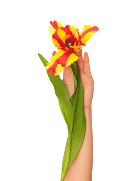 Färgade tulip — Stockfoto