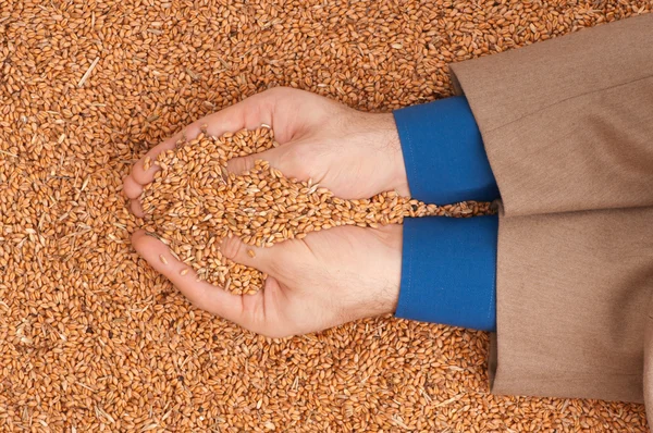 Úrody pšenice — Stock fotografie