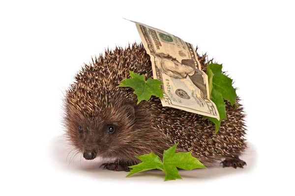 Hedgehog with dollars profit — Stock Photo, Image