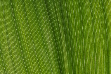 Green leaf clipart