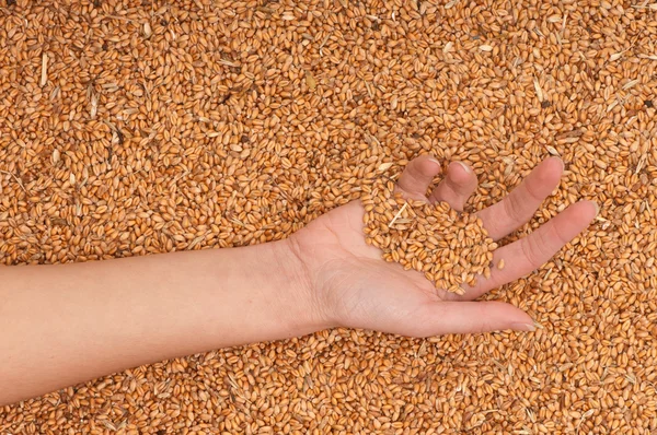 Trigo de colheita — Fotografia de Stock