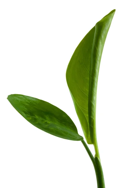 Zelená domácí rostlina — Stock fotografie
