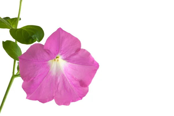 하얀 배경에 고립되어 있는 분홍빛 페튜니아 꽃 — 스톡 사진
