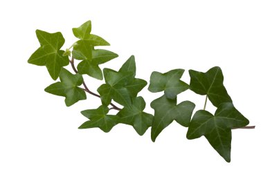 Green ivy clipart