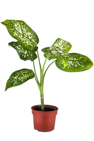 Grüne heimische Pflanze im Blumentopf — Stockfoto