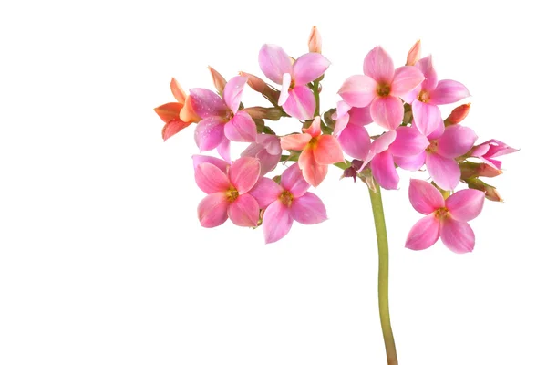 गुलाबी फुले — स्टॉक फोटो, इमेज
