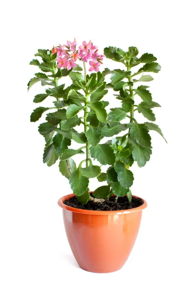 Grüne heimische Pflanze mit rosa Blüten im Blumentopf — Stockfoto