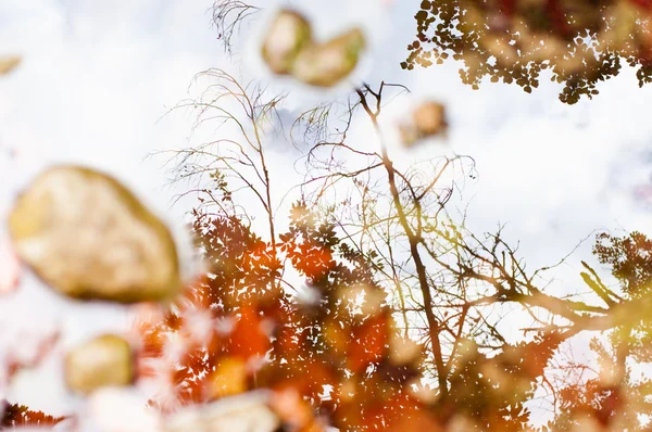 Höstens abstrakta bakgrund — Stockfoto