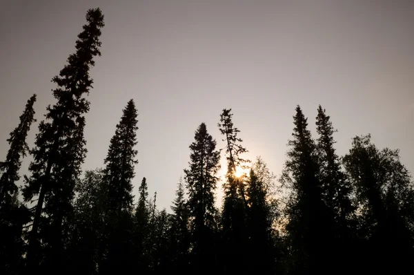 Silhouet groenblijvende bomen — Stockfoto