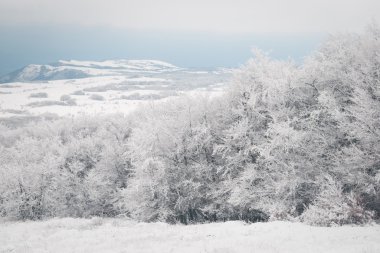 Trees in snow clipart