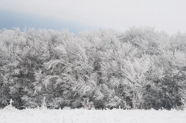 Χειμερινό Τοπίο — Φωτογραφία Αρχείου