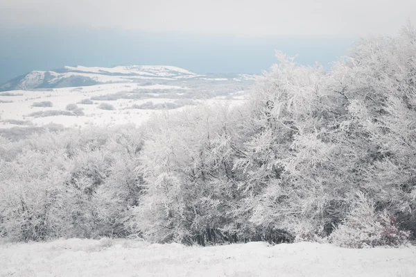 Alberi Nella Neve — Foto Stock
