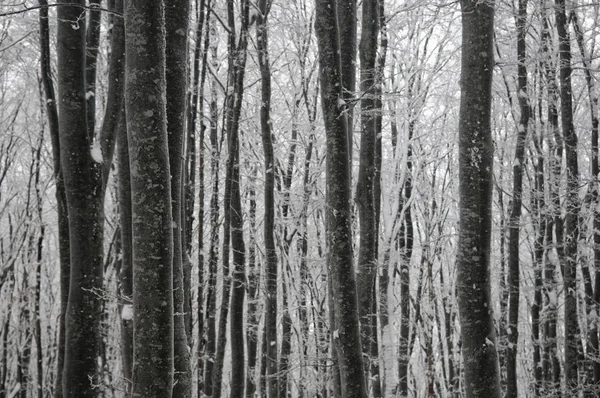 Beech Winter Forest — Stock Photo, Image