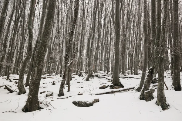 Χειμώνας δάσος οξιών — Φωτογραφία Αρχείου