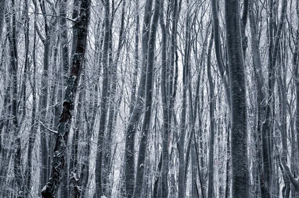 山毛榉冬季森林 — 图库照片