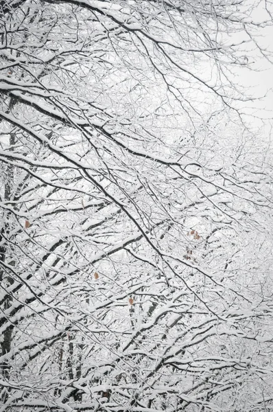 Snörik Vinter — Stockfoto