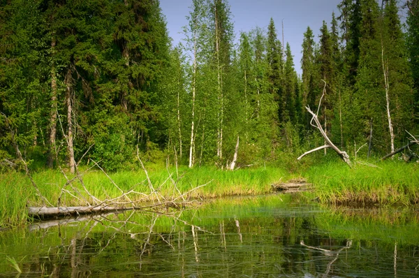 Landschaft mit Fluss und Wald im Sommer — Stockfoto