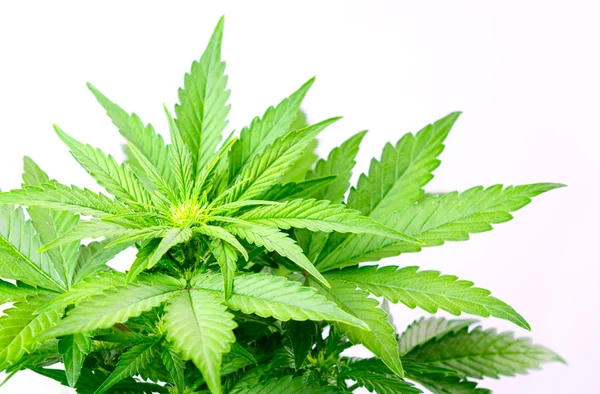 Folhas de cannabis — Fotografia de Stock