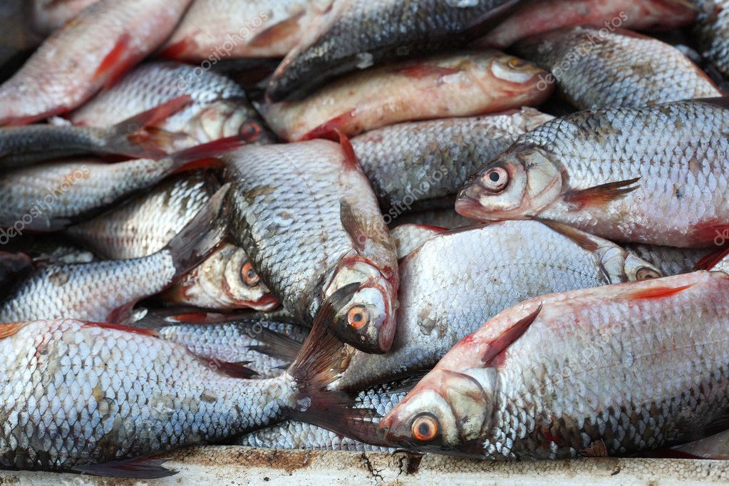 Much fresh river fish. — Stock Photo © Lenorlux #4117704