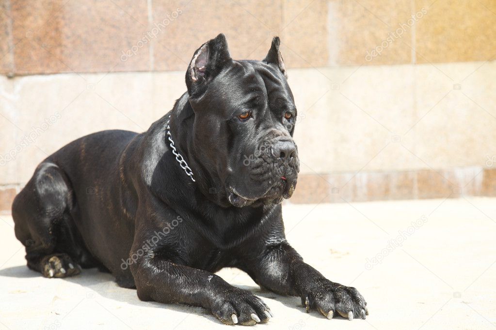 Corsican mastiff | Corsican dog — Stock Photo © Lenorlux #4930052