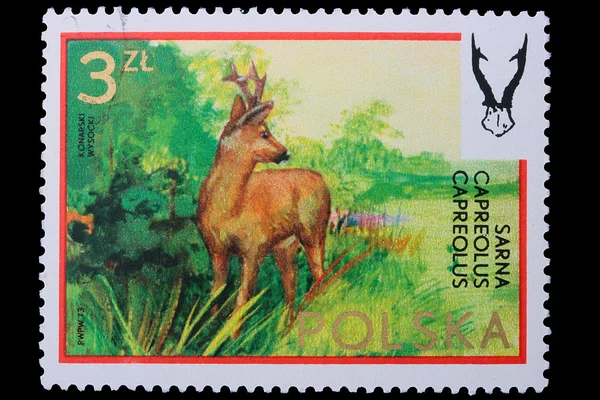 Poland - CIRCA 1973: A stamp chamois