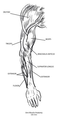 Arm Muscle Anatomy clipart