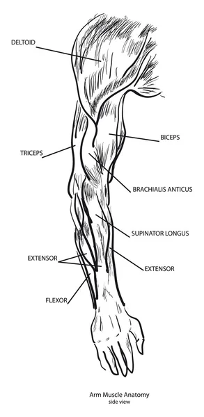 Anatomia del muscolo del braccio — Vettoriale Stock